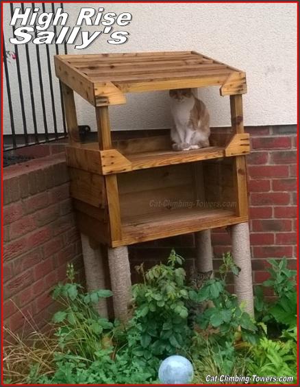 Cat climbing towers