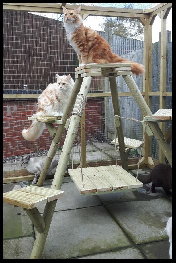 cat-climbing-towers.com